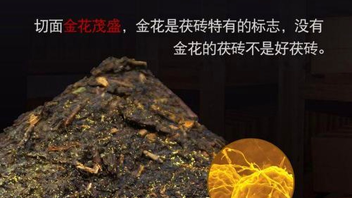 黑茶表面的白毛是发霉了吗？别急着扔