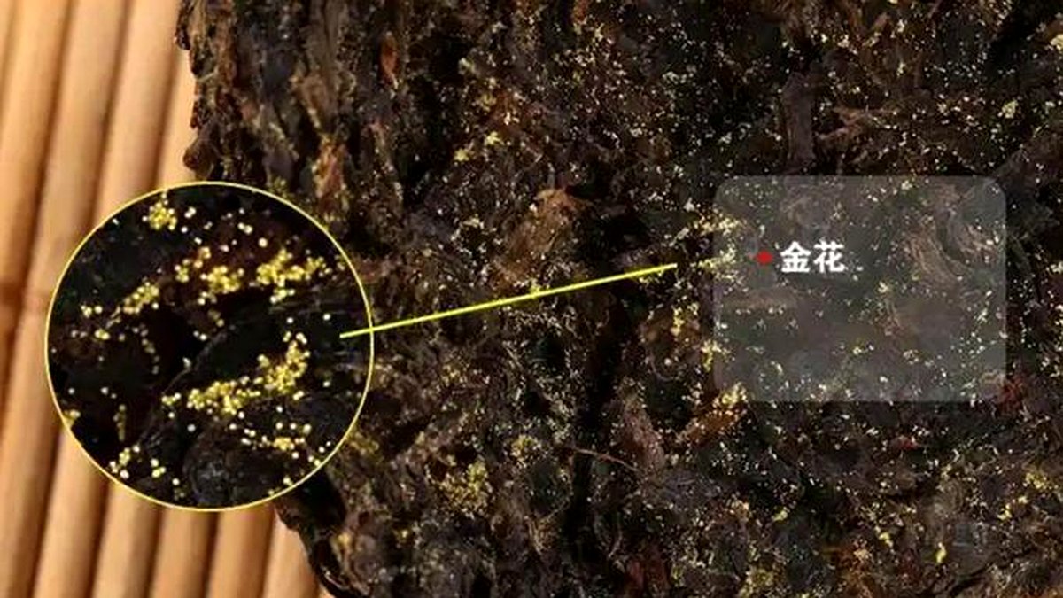 茯砖茶金花的秘密：冠突散囊菌是益生菌吗？