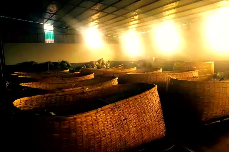 黑茶渥堆发酵工艺过程