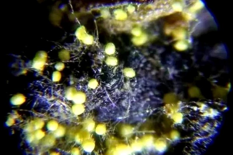 茯砖茶金花冠突散囊菌