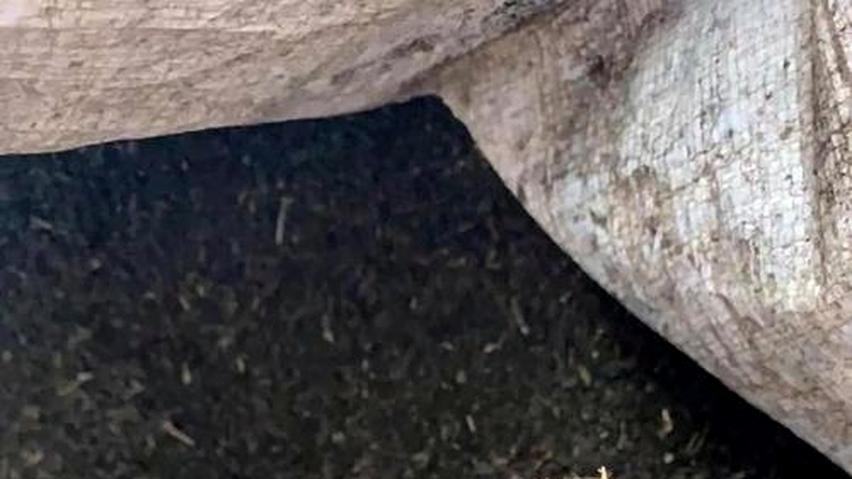 黑茶的叶底发黑是正常的吗？