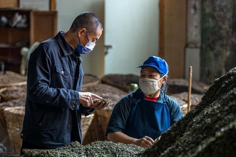 近现代安化茶厂兴建史：国营茶厂的黄金岁月-1