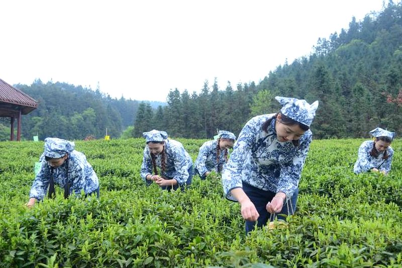 近现代安化茶厂兴建史：国营茶厂的黄金岁月-2