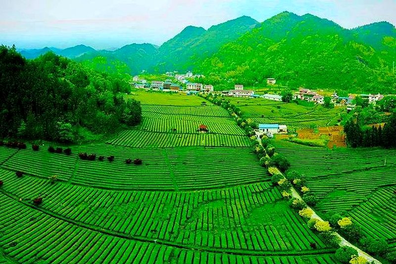 安化茶叶地理标志：一纸证书背后的产业故事-2