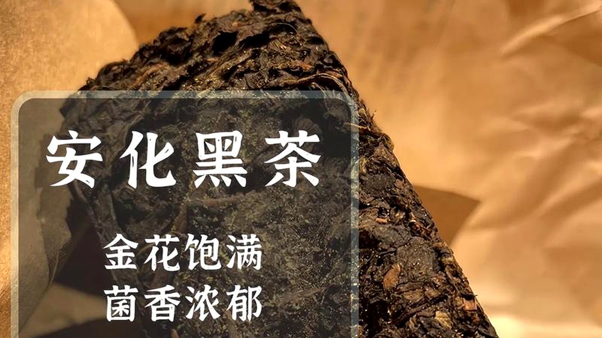 安化黑茶的香气类型：松烟香、菌香、陈香有何区别？
