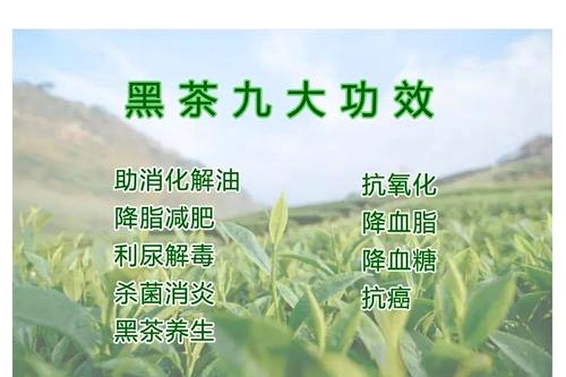 黑茶出汤时间的掌握：快出还是慢出？-2