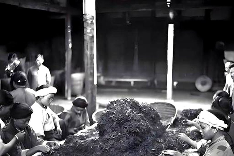 近现代安化茶厂兴建史：国营茶厂的黄金岁月-1