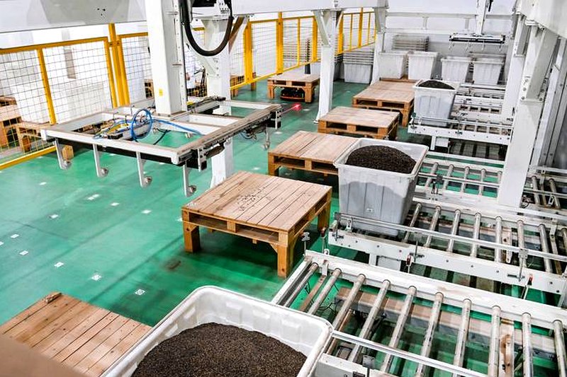 茯砖茶的发花工艺：温湿度如何精准控制金花生长？-1