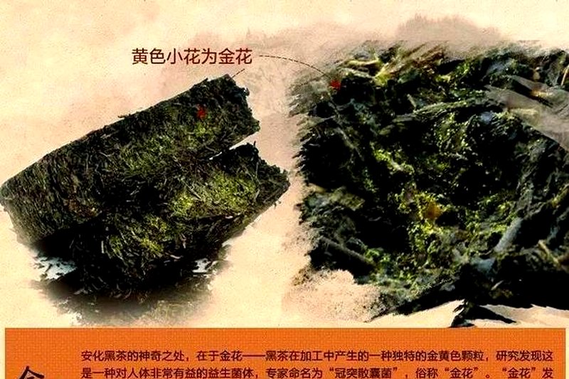 茯砖茶的百年史：从陕西咸阳到湖南安化的工艺迁移-1