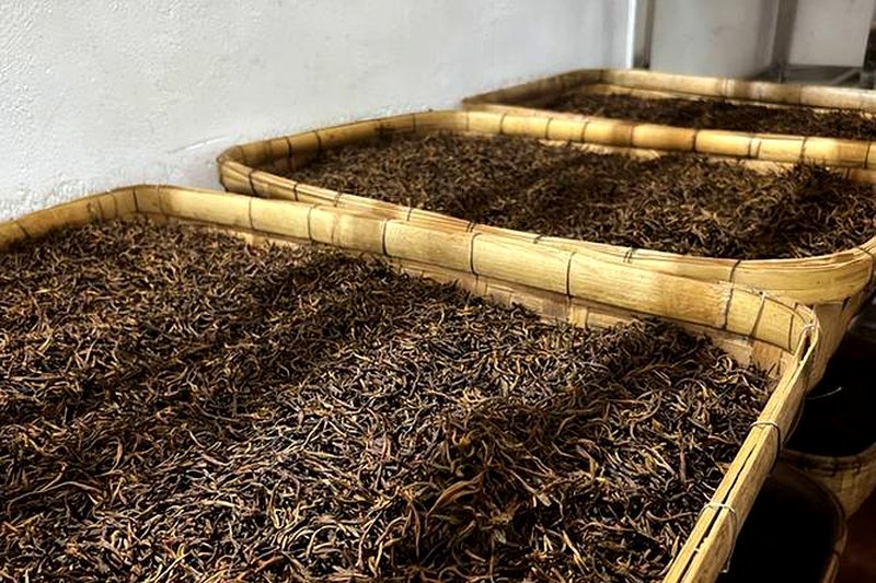 黑茶的渥堆与普洱的发酵：同是发酵，工艺差在哪？-1