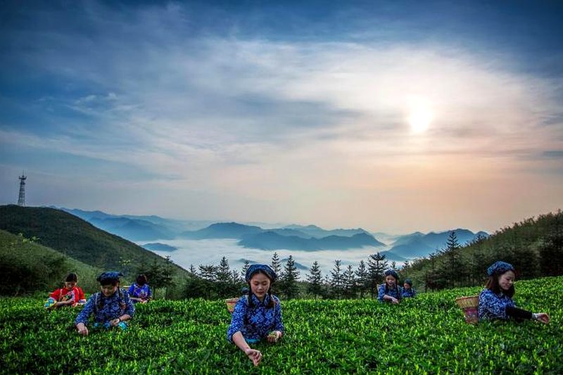 安化黑茶与丝绸之路：草原茶道的历史见证-1
