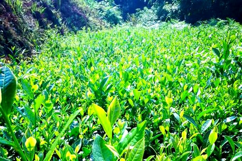 安化黑茶的原料等级：从茶芽到粗梗，哪级最值得喝？-1