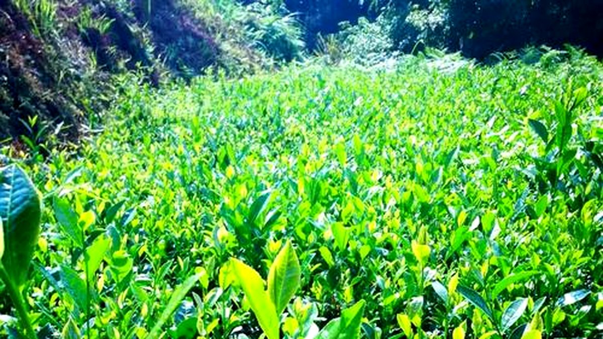 安化黑茶的产季：春茶秋茶有什么不同？