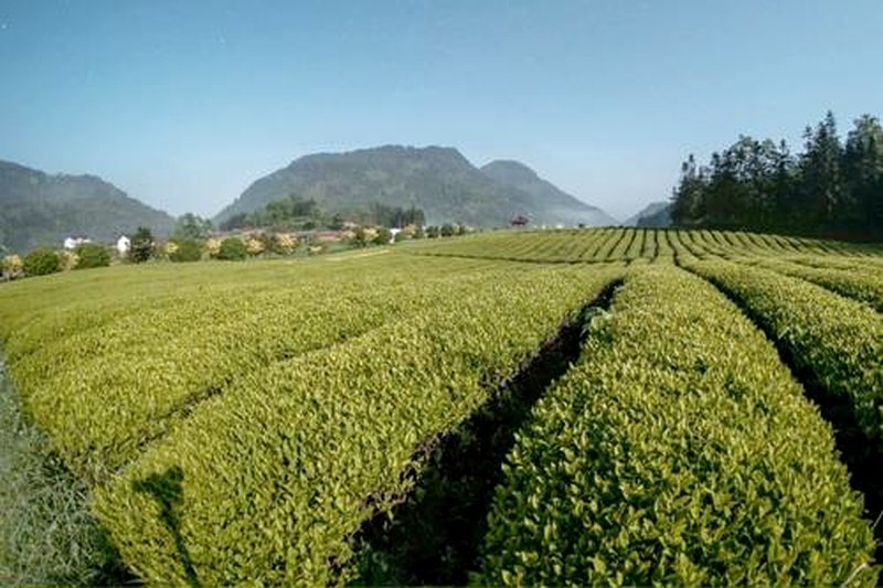 当代安化黑茶复兴：从边销茶到健康茶的华丽转身-2