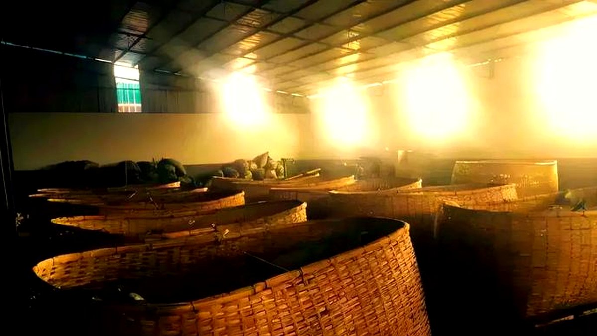 黑茶的渥堆与普洱的发酵：同是发酵，工艺差在哪？
