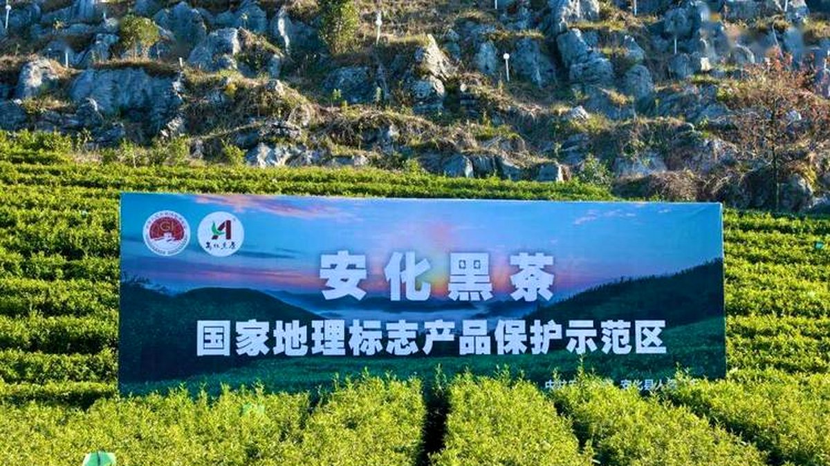安化茶叶地理标志：一纸证书背后的产业故事