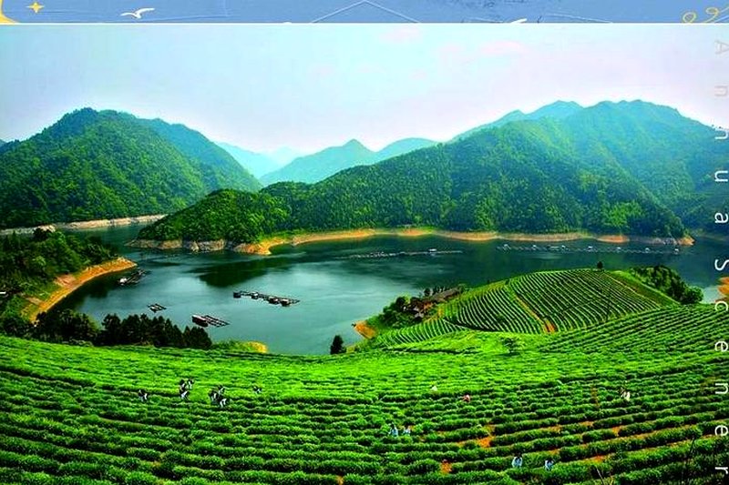 安化茶叶地理标志：一纸证书背后的产业故事-2