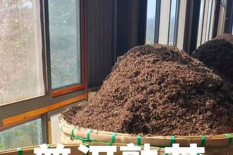 黑茶的渥堆与普洱的发酵：同是发酵，工艺差在哪？-1