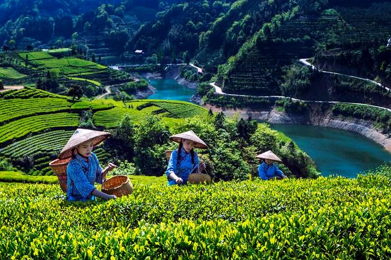 安化黑茶的产季：春茶秋茶有什么不同？-1