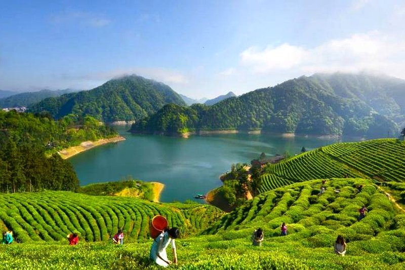 安化黑茶的产季：春茶秋茶有什么不同？-2