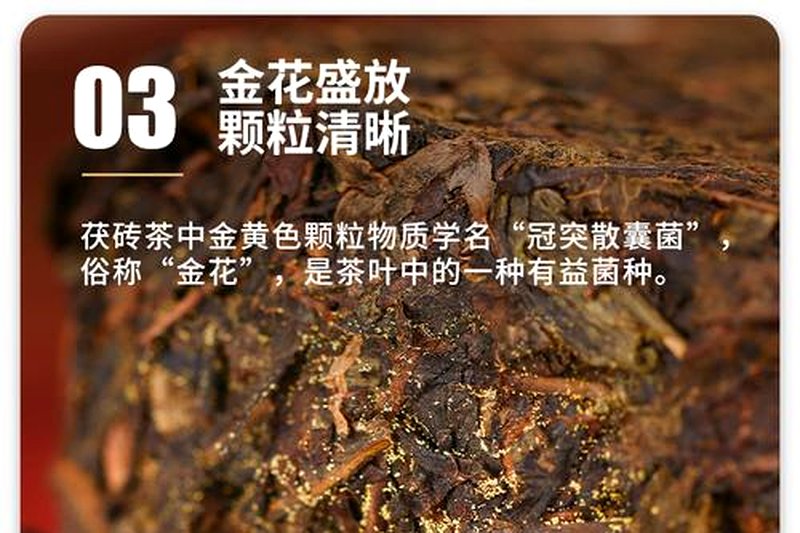 茯砖茶的发花工艺:温湿度如何精准控制金花生长?-2
