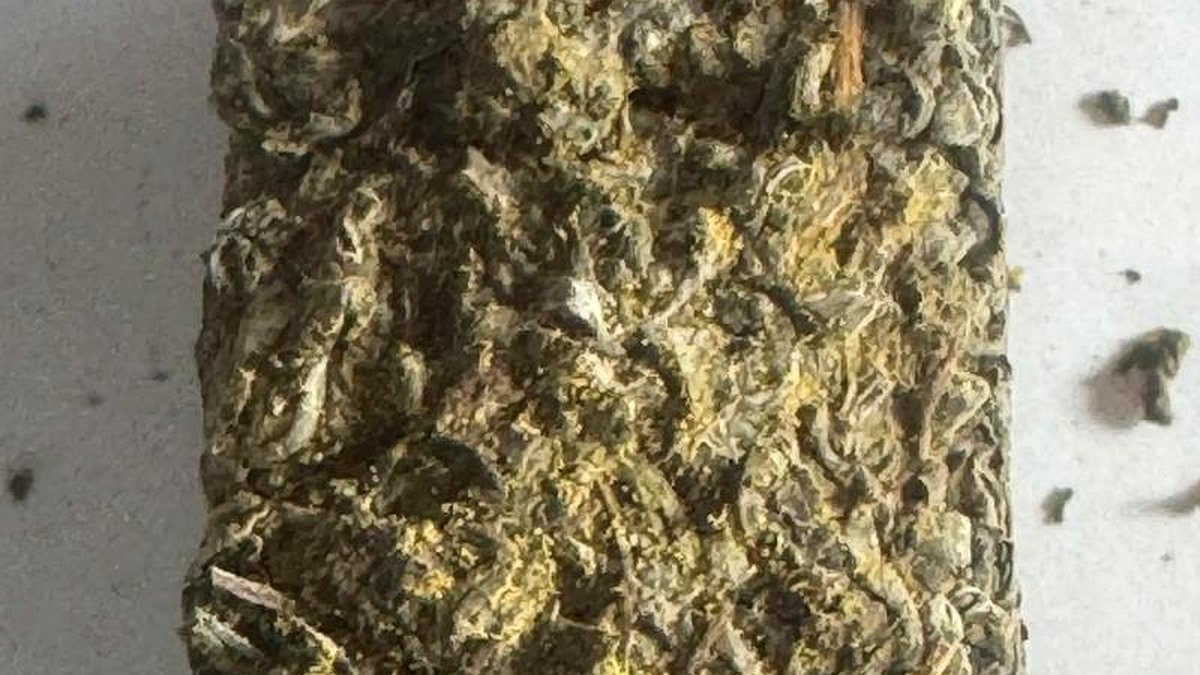 茯砖茶金花的秘密：冠突散囊菌是益生菌吗？