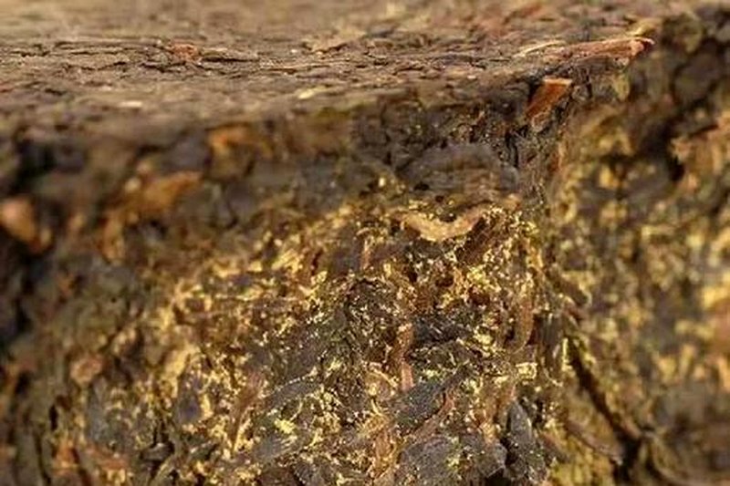 茯砖茶金花的秘密:冠突散囊菌是益生菌吗?-1