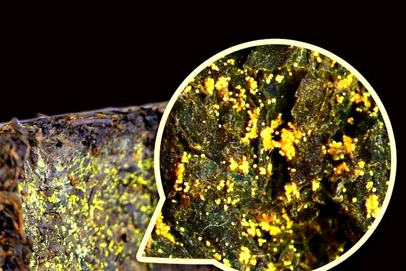 茯砖茶的发花工艺:温湿度如何精准控制金花生长?-2