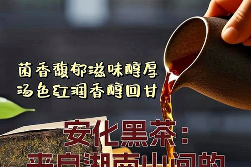 黑茶能和中药一起喝吗?有什么禁忌?-2